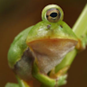 Meet your Posher, Alexa